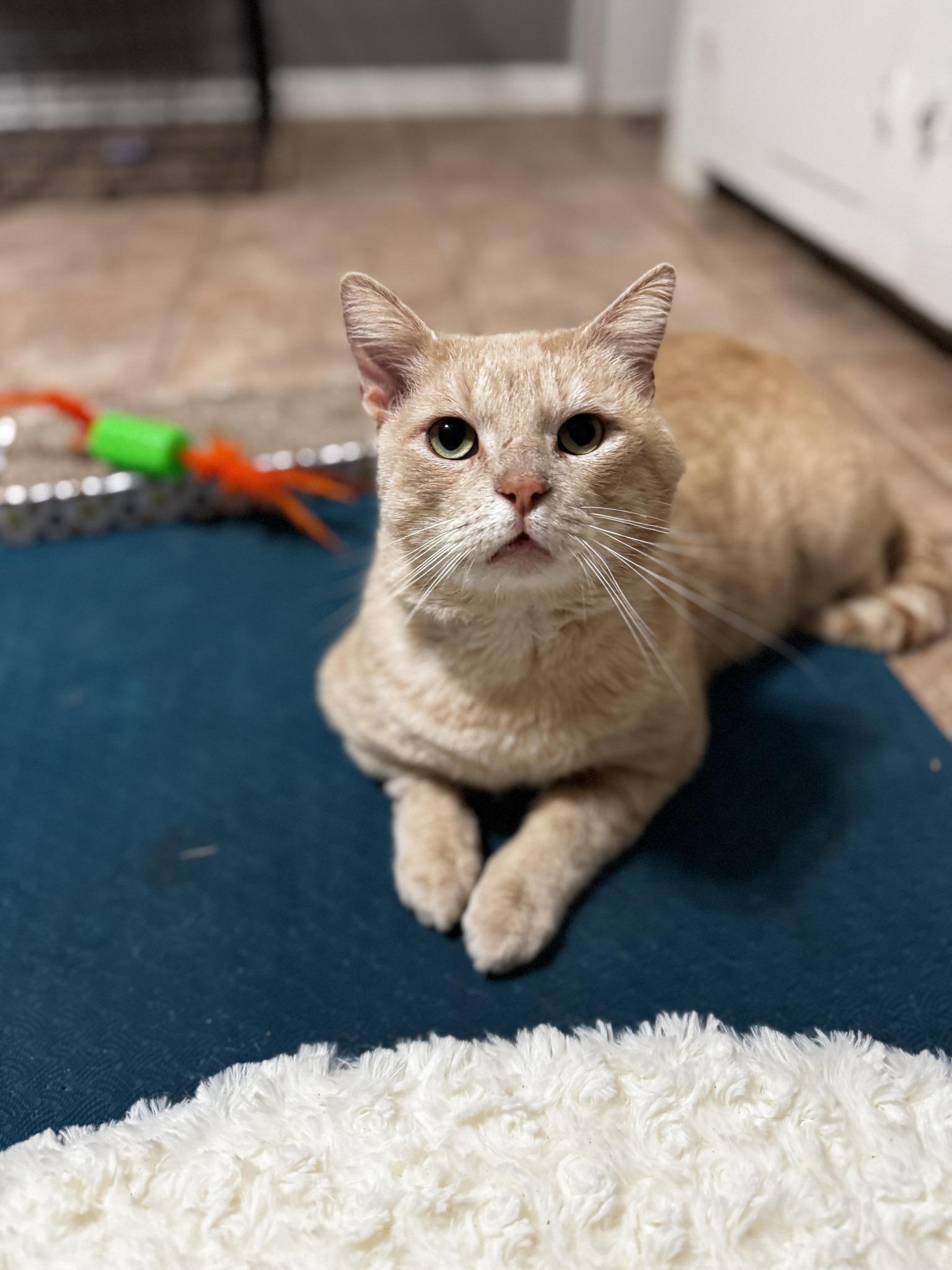 SPENCER, a Adoptable Tabby in Flint, TX image 2/4