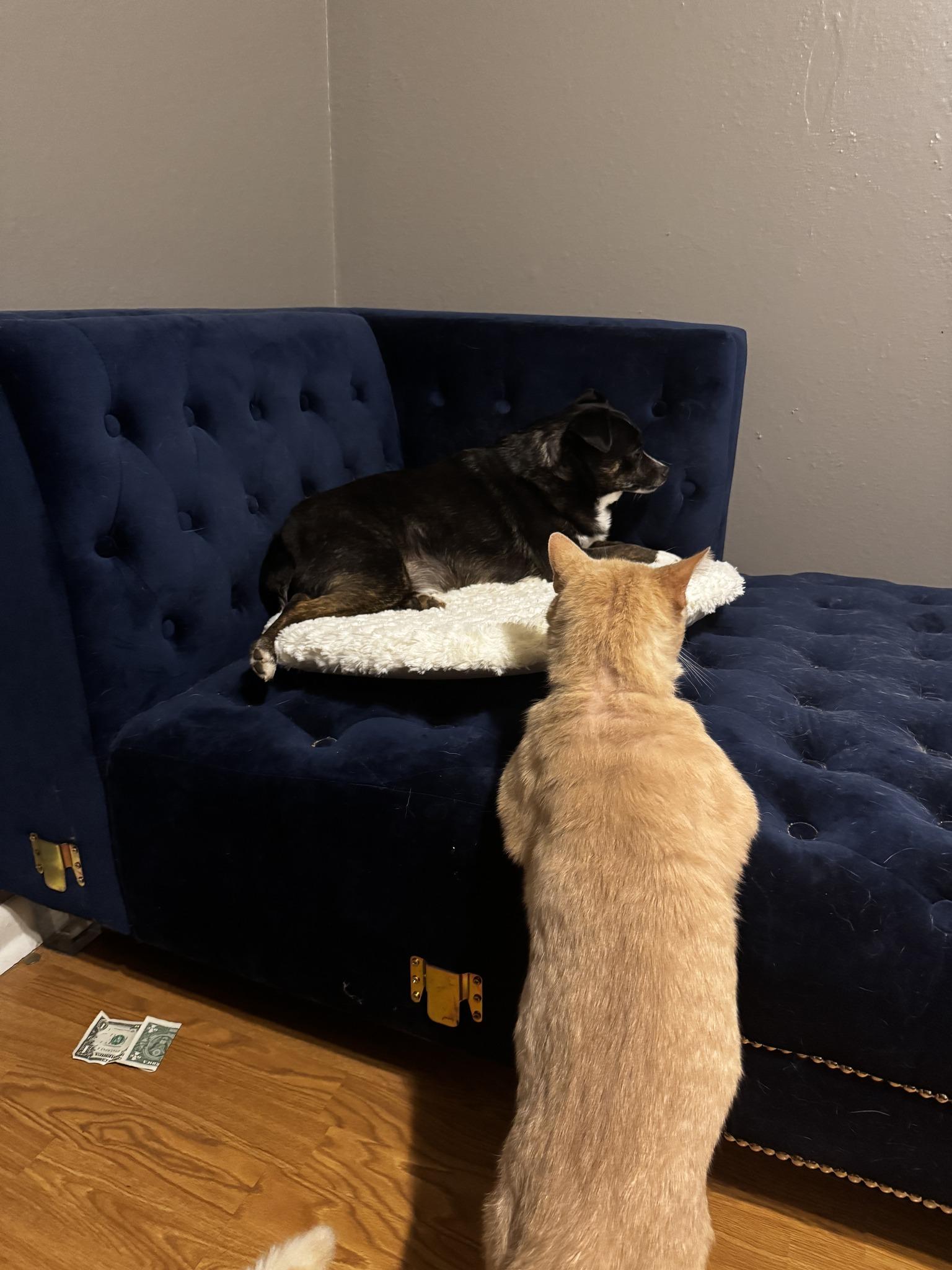 SPENCER, a Adoptable Tabby in Flint, TX image 3/4