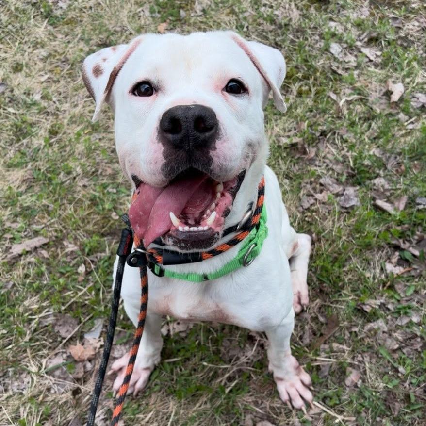 Dino, Adoptable, Adult Male Mixed Breed.