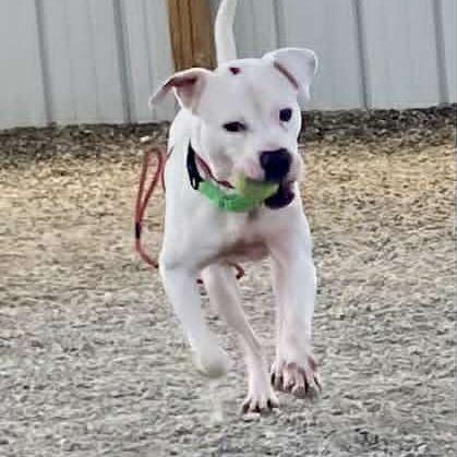 Enlarge Dino, a Adoptable Mixed Breed in Ballston Spa, NY image 2/6