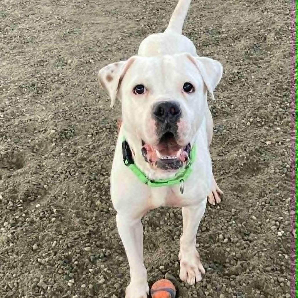 Enlarge Dino, a Adoptable Mixed Breed in Ballston Spa, NY image 3/6