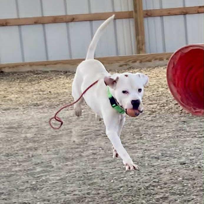Enlarge Dino, a Adoptable Mixed Breed in Ballston Spa, NY image 4/6
