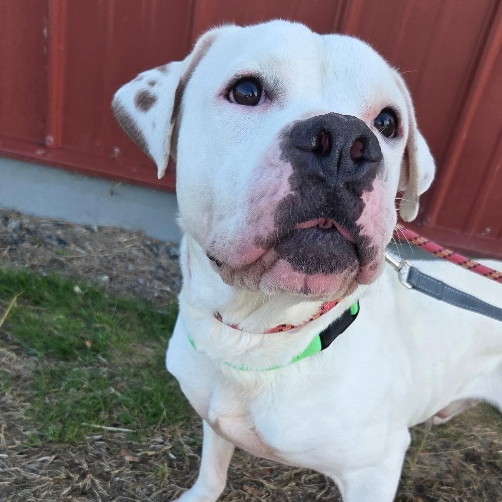 Enlarge Dino, a Adoptable Mixed Breed in Ballston Spa, NY image 2/2