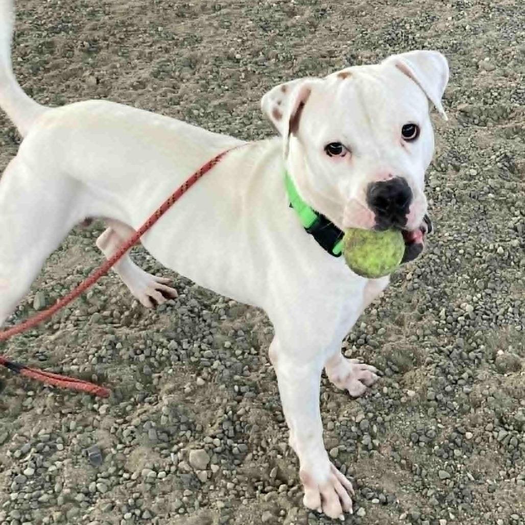 Enlarge Dino, a Adoptable Mixed Breed in Ballston Spa, NY image 6/6