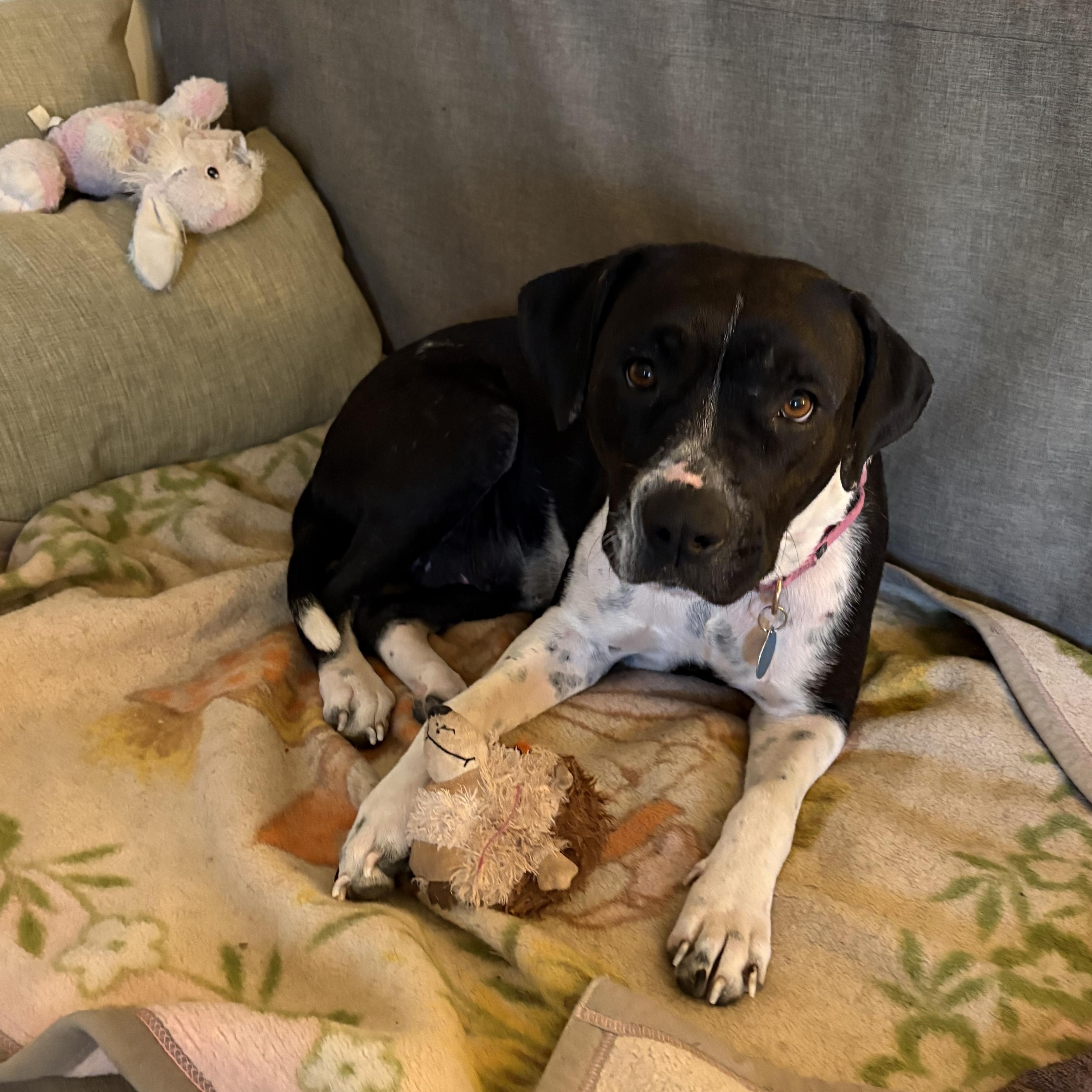Enlarge Lady Mae, a ADOPTABLE mixed breed in Marfa, TX image 1/6
