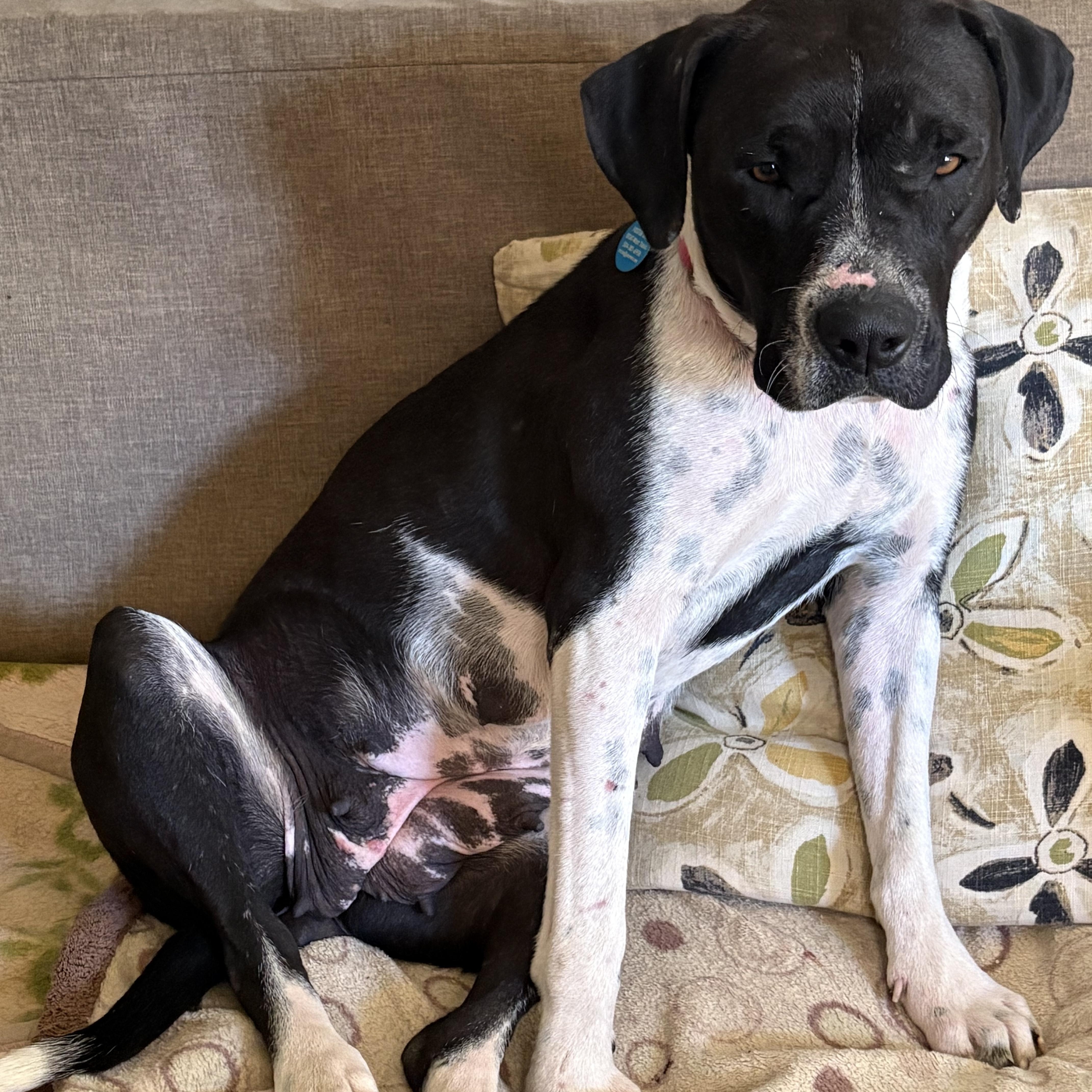 Enlarge Lady Mae, a ADOPTABLE mixed breed in Marfa, TX image 5/6