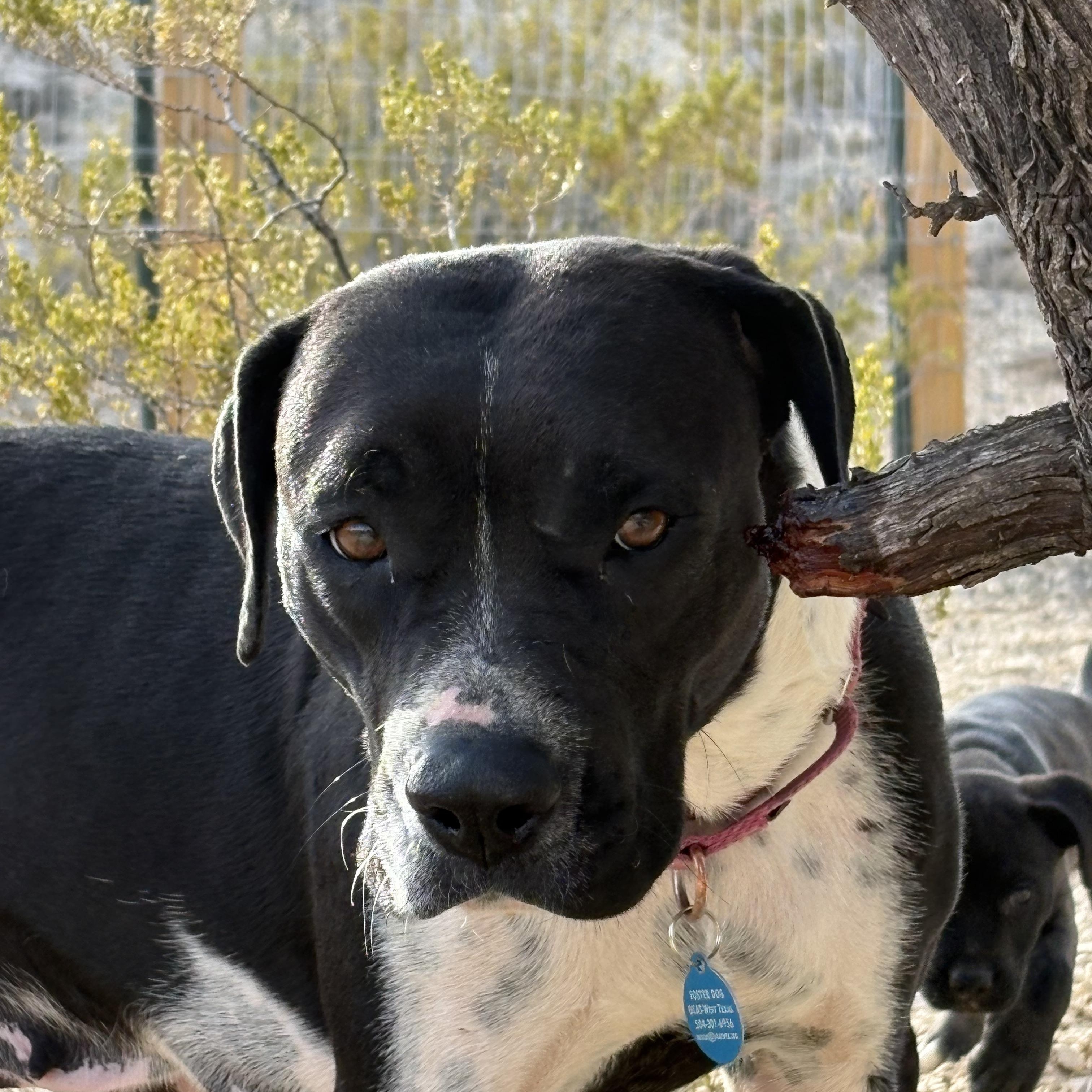 Enlarge Lady Mae, a ADOPTABLE mixed breed in Marfa, TX image 2/6