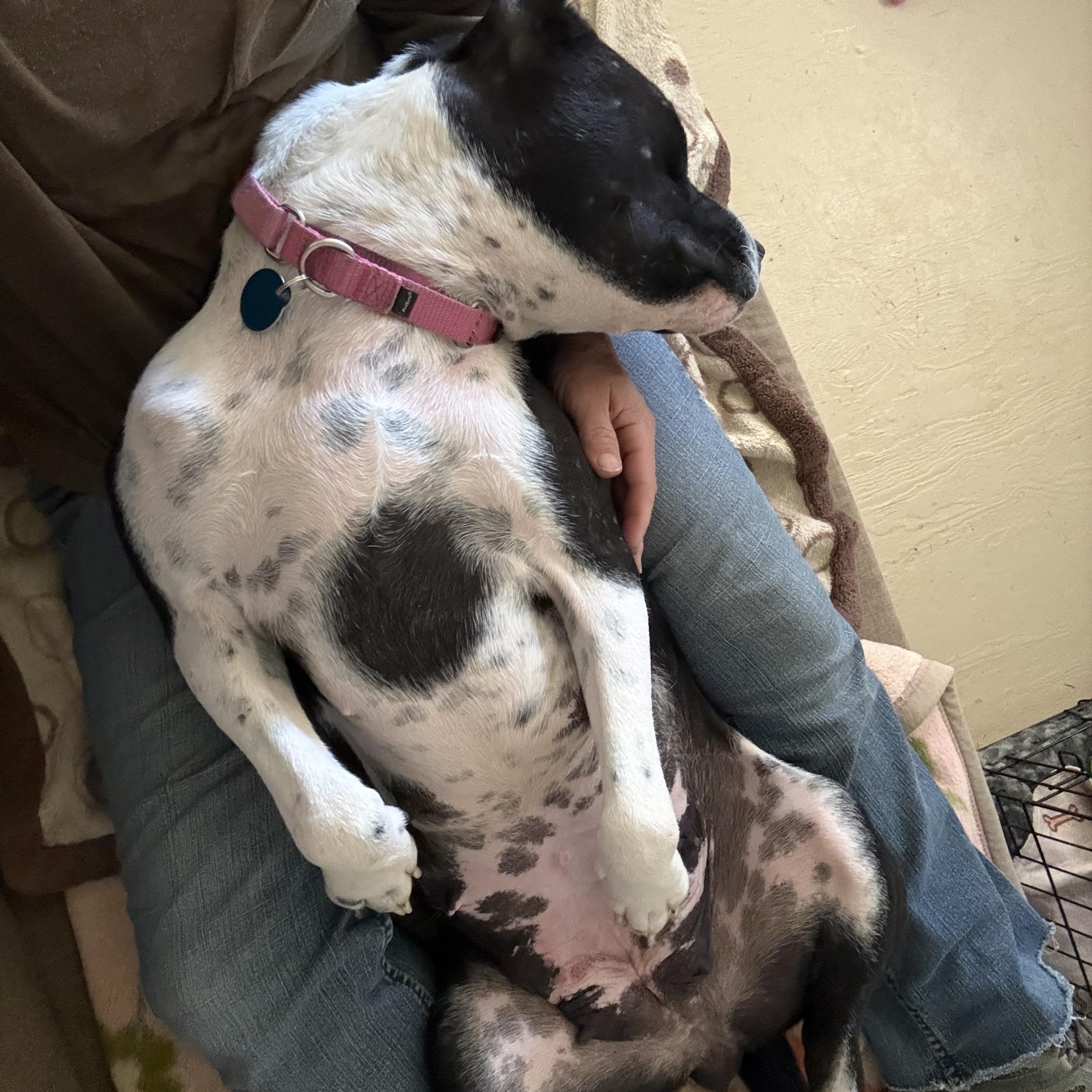 Enlarge Lady Mae, a ADOPTABLE mixed breed in Marfa, TX image 6/6