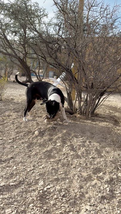 Enlarge Lady Mae, a ADOPTABLE mixed breed in Marfa, TX video 4/6