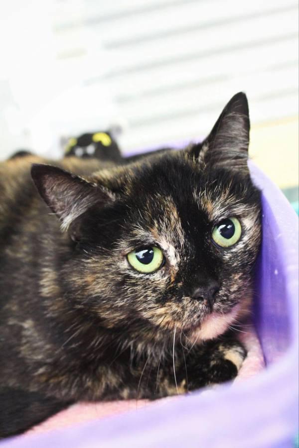 Enlarge Vivie, a Adoptable mixed breed in Indiana, PA image 1/4