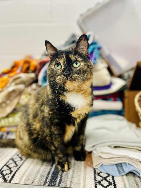 Enlarge Vivie, a Adoptable mixed breed in Indiana, PA image 2/4