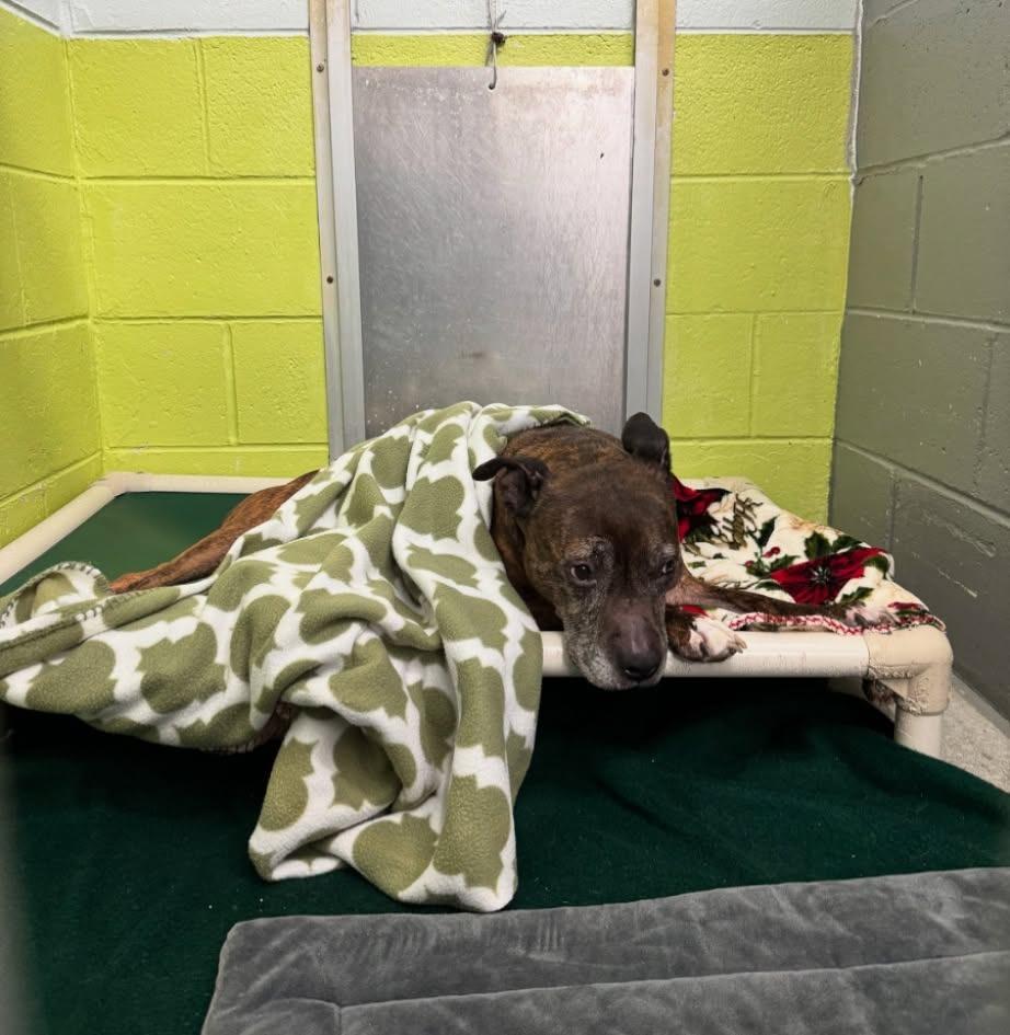 Noodle "Betsy, Adoptable, Senior Female Pit Bull Terrier.