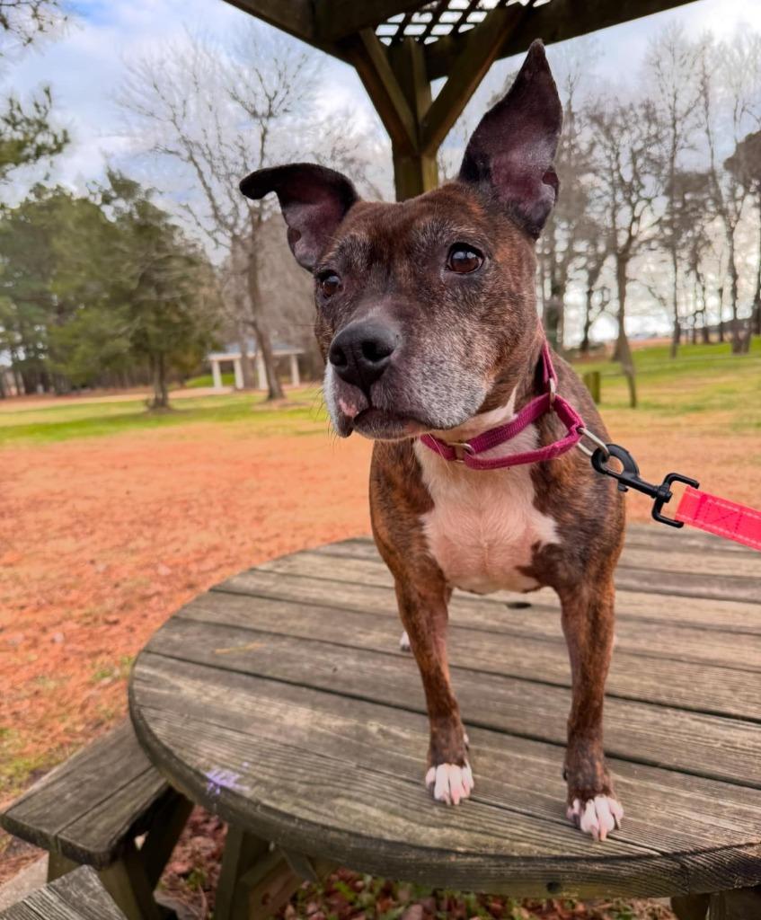 Noodle "Betsy, a Adoptable Pit Bull Terrier in Berlin, MD image 6/6