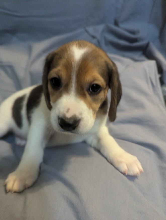 Poppy, an adopted mixed breed in Batesville, IN image 2/6