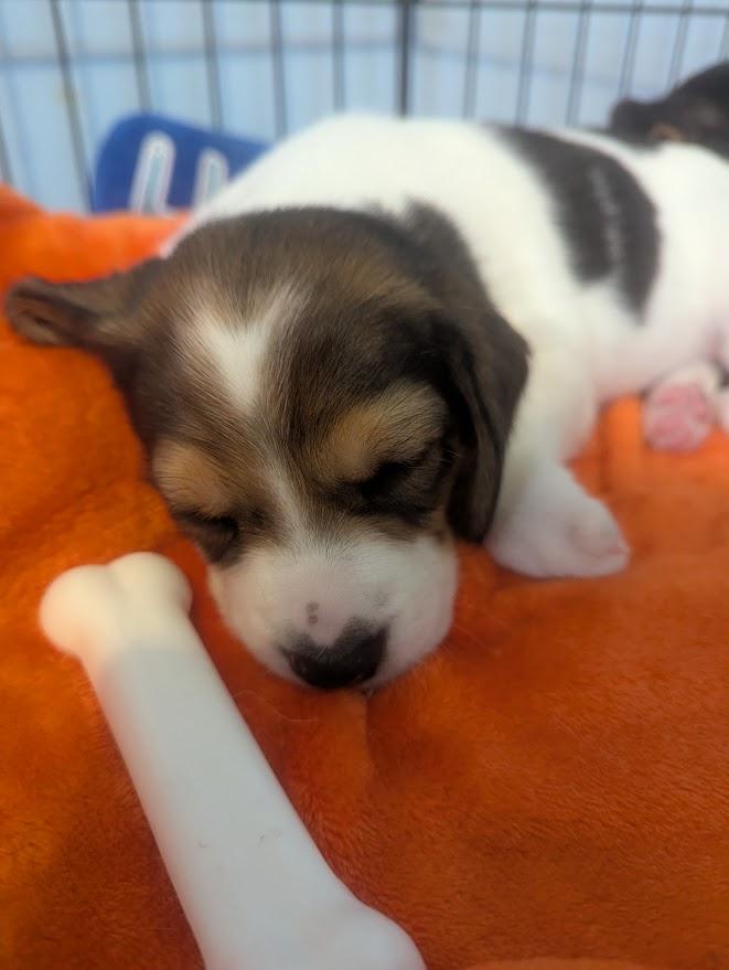 Poppy, an adopted mixed breed in Batesville, IN image 4/6