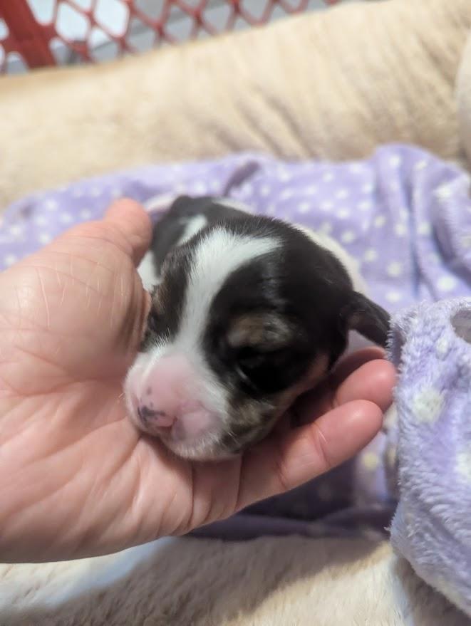 Poppy, an adopted mixed breed in Batesville, IN image 6/6