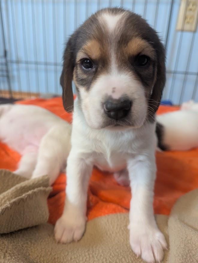 Poppy, an adopted mixed breed in Batesville, IN image 3/6
