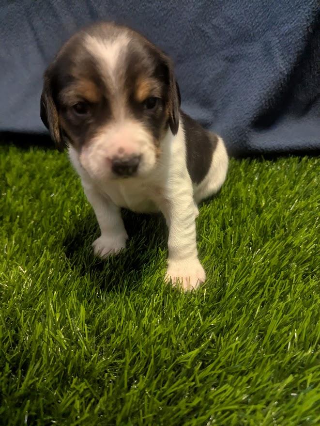 Poppy, an adopted mixed breed in Batesville, IN image 5/6