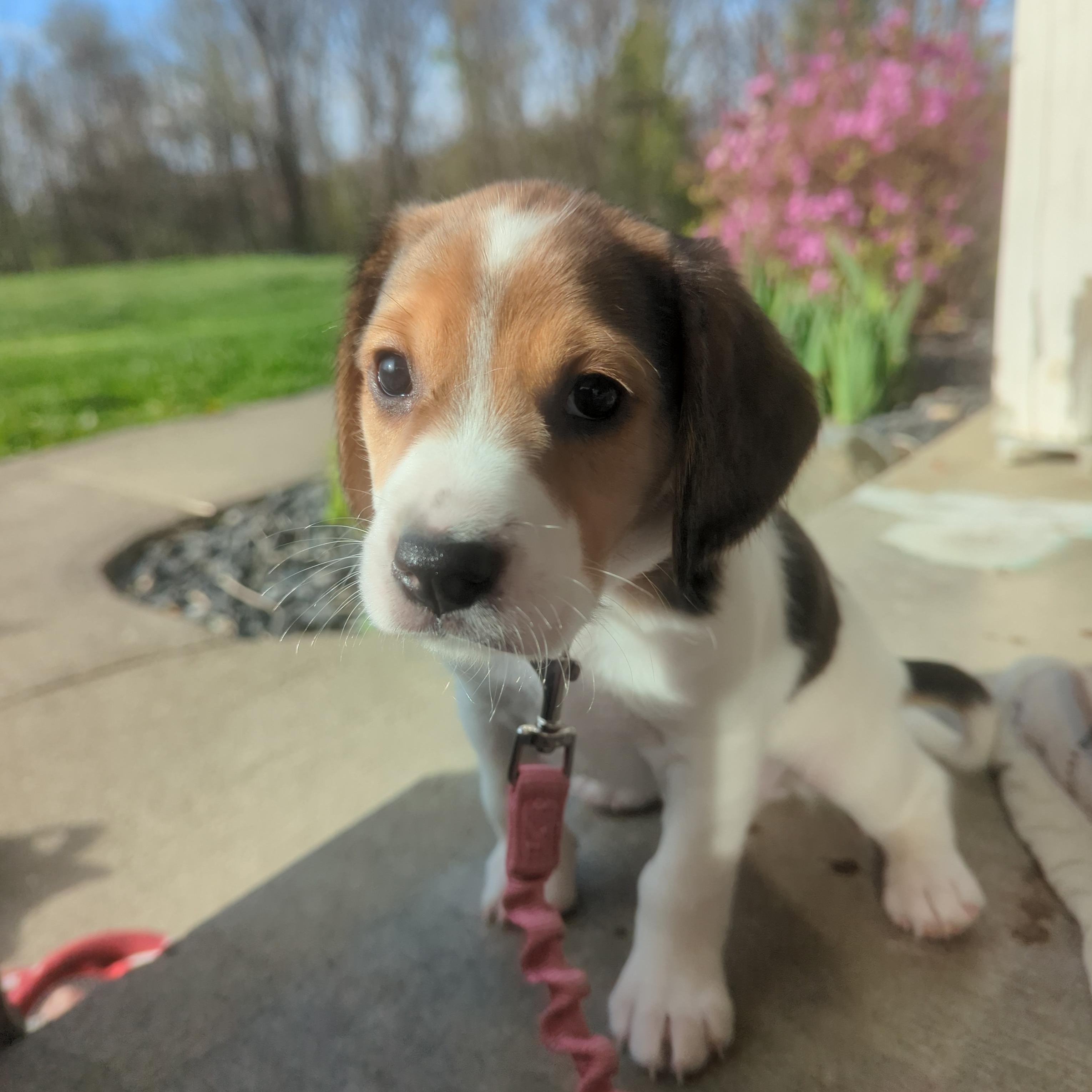 Poppy, an adopted mixed breed in Batesville, IN image 1/6