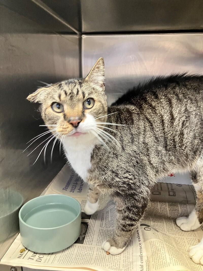 Enlarge Gerald, a Adoptable Domestic Medium Hair in Jackson, TN image 1/1