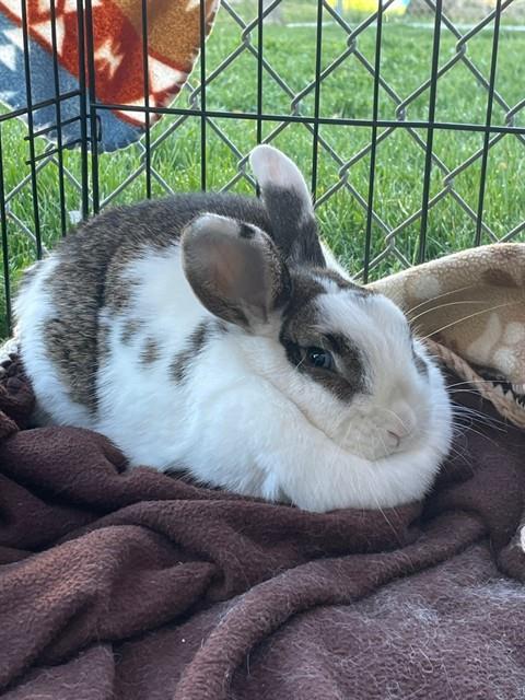 CHOCOLATE CHIP, Adoptable, Adult Female Bunny Rabbit.