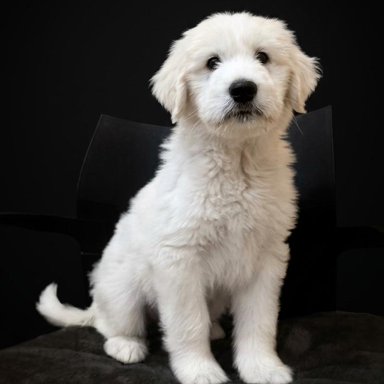 Enlarge Cotton, a Adoptable Great Pyrenees in San Saba, TX image 1/1
