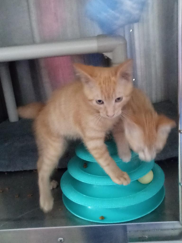 Plum, Adoptable, Young Male Domestic Short Hair.