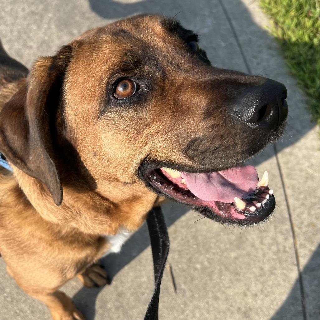 Enlarge Draco, a Adoptable mixed breed in Champaign, IL image 1/4