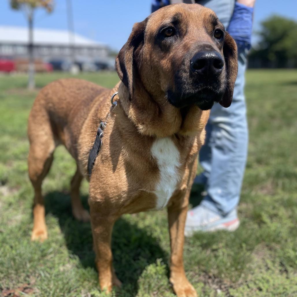 Enlarge Draco, a Adoptable mixed breed in Champaign, IL image 2/4