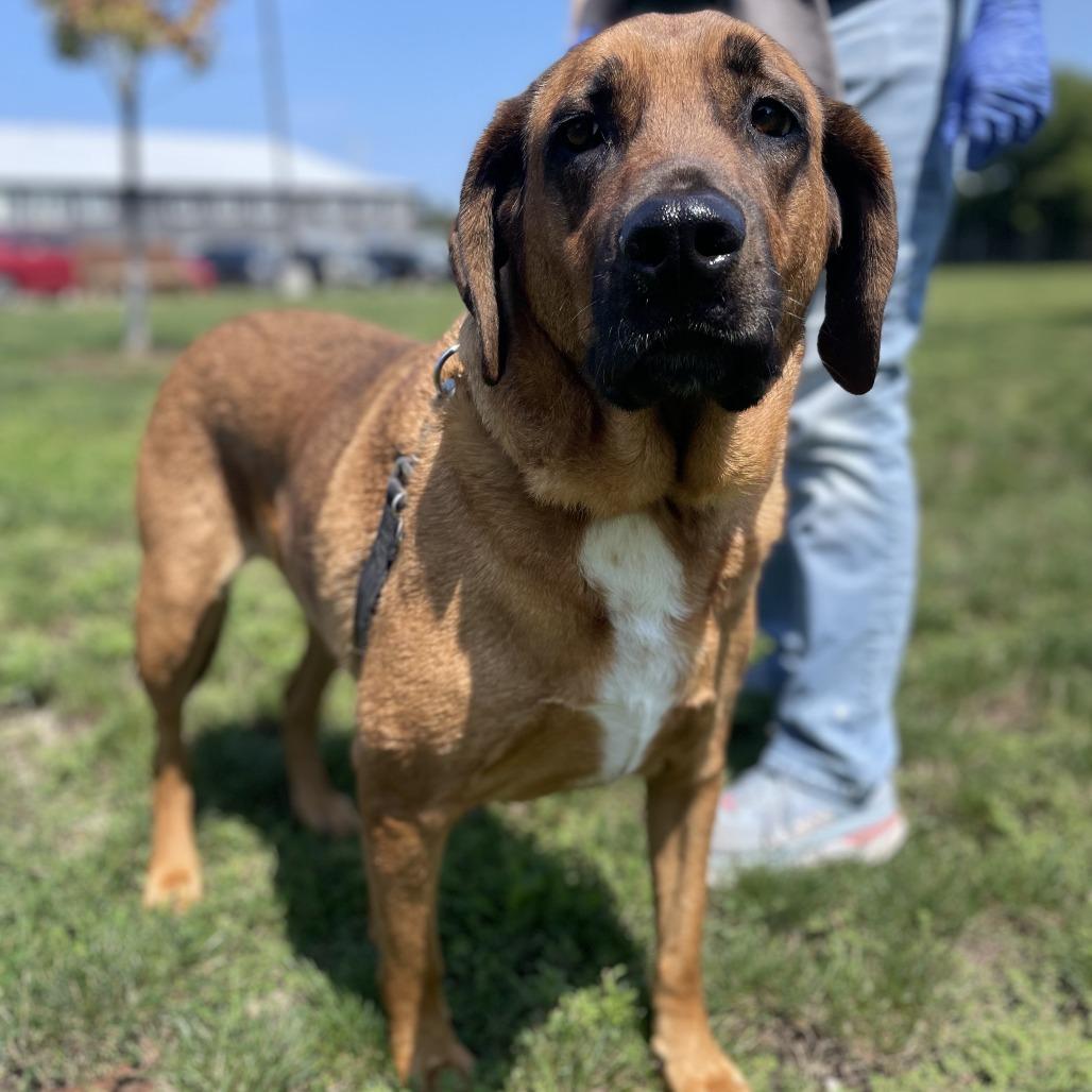 Enlarge Draco, a Adoptable mixed breed in Champaign, IL image 3/4
