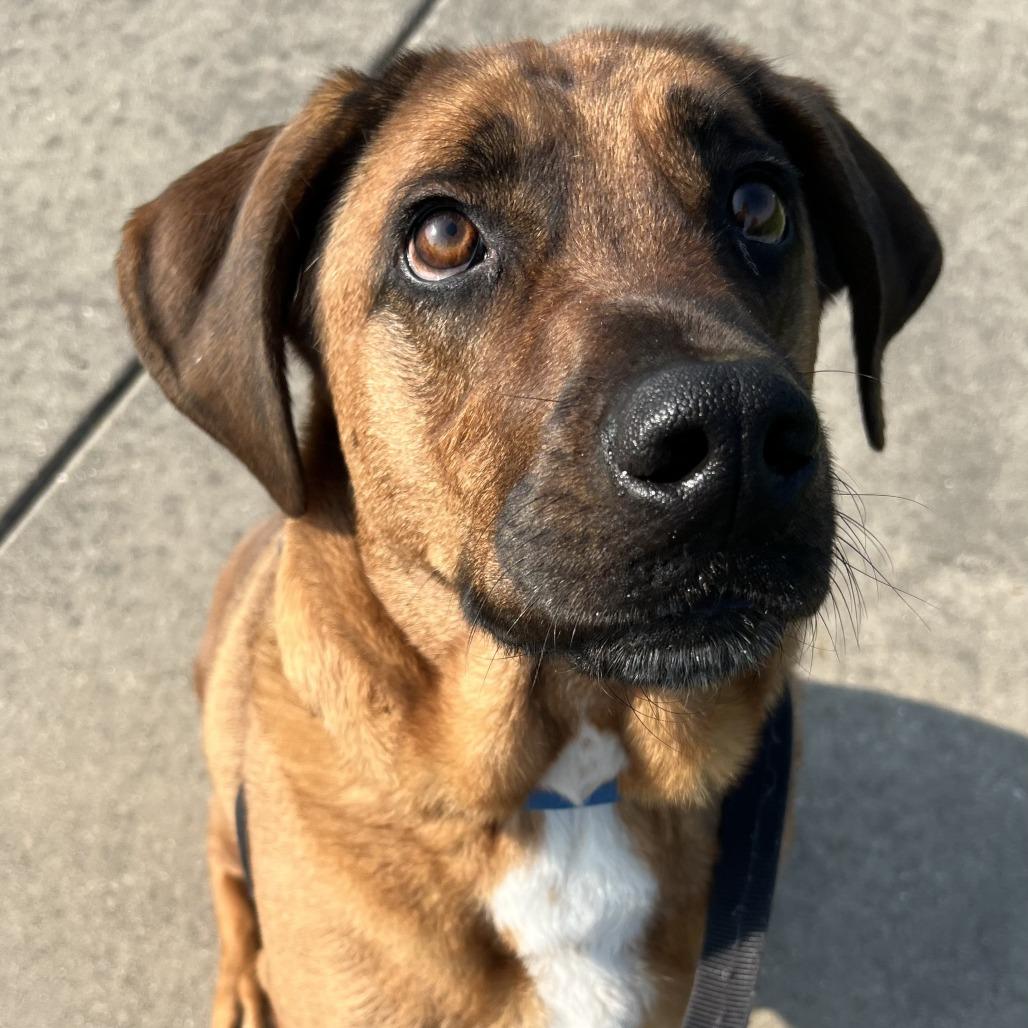 Enlarge Draco, a Adoptable mixed breed in Champaign, IL image 4/4
