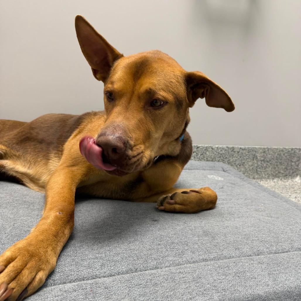 Buddy — thumbnail 2