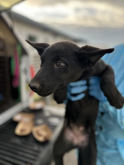 Heather, Adoptable, Puppy Female Shepherd & Mixed Breed.