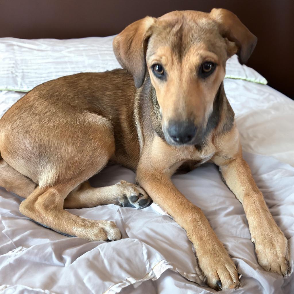 Enlarge Sissy Sophia, a Adoptable mixed breed in Little Rock, AR image 1/2