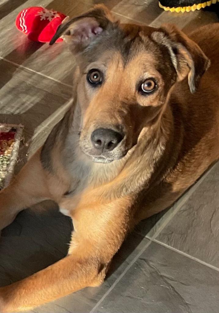 Enlarge Sissy Sophia, a Adoptable mixed breed in Little Rock, AR image 2/2