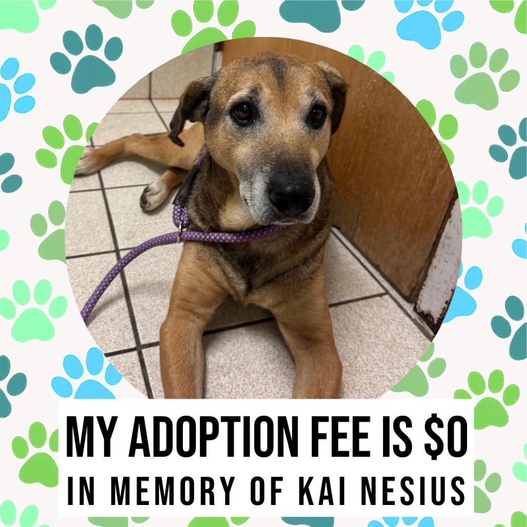 Ernie, Adoptable, Senior Male Mixed Breed.