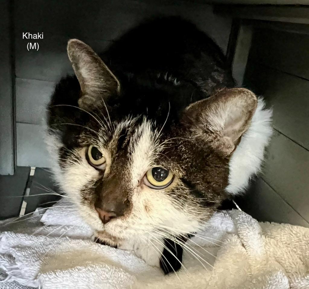 Enlarge 176-Khaki, a Adoptable mixed breed in Windsor, CT image 1/1