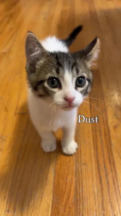 Enlarge Pixie Dust, a Adoptable mixed breed in Aberdeen, SD image 1/1