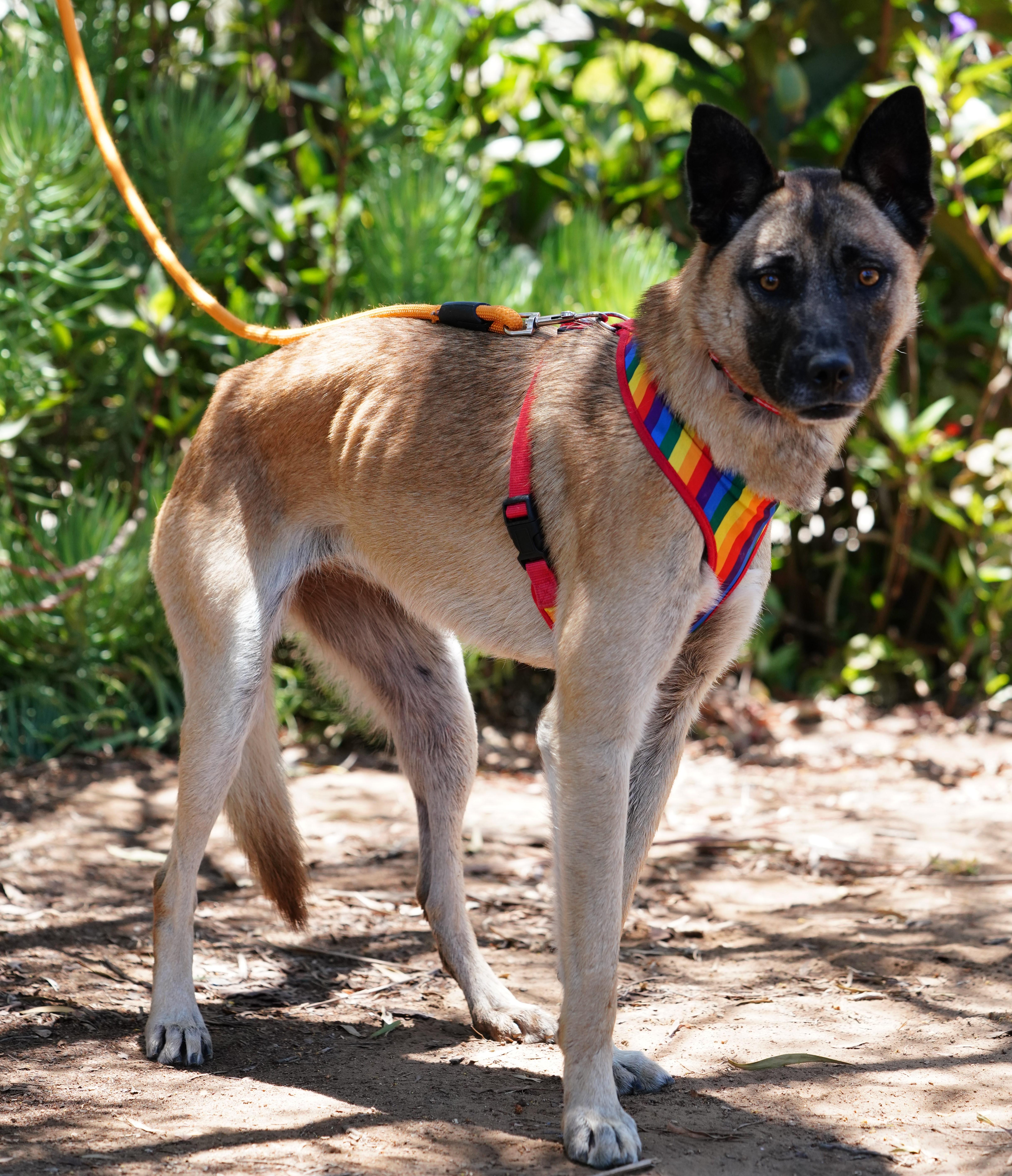 Enlarge Katy, a ADOPTABLE mixed breed in San Diego, CA image 4/5