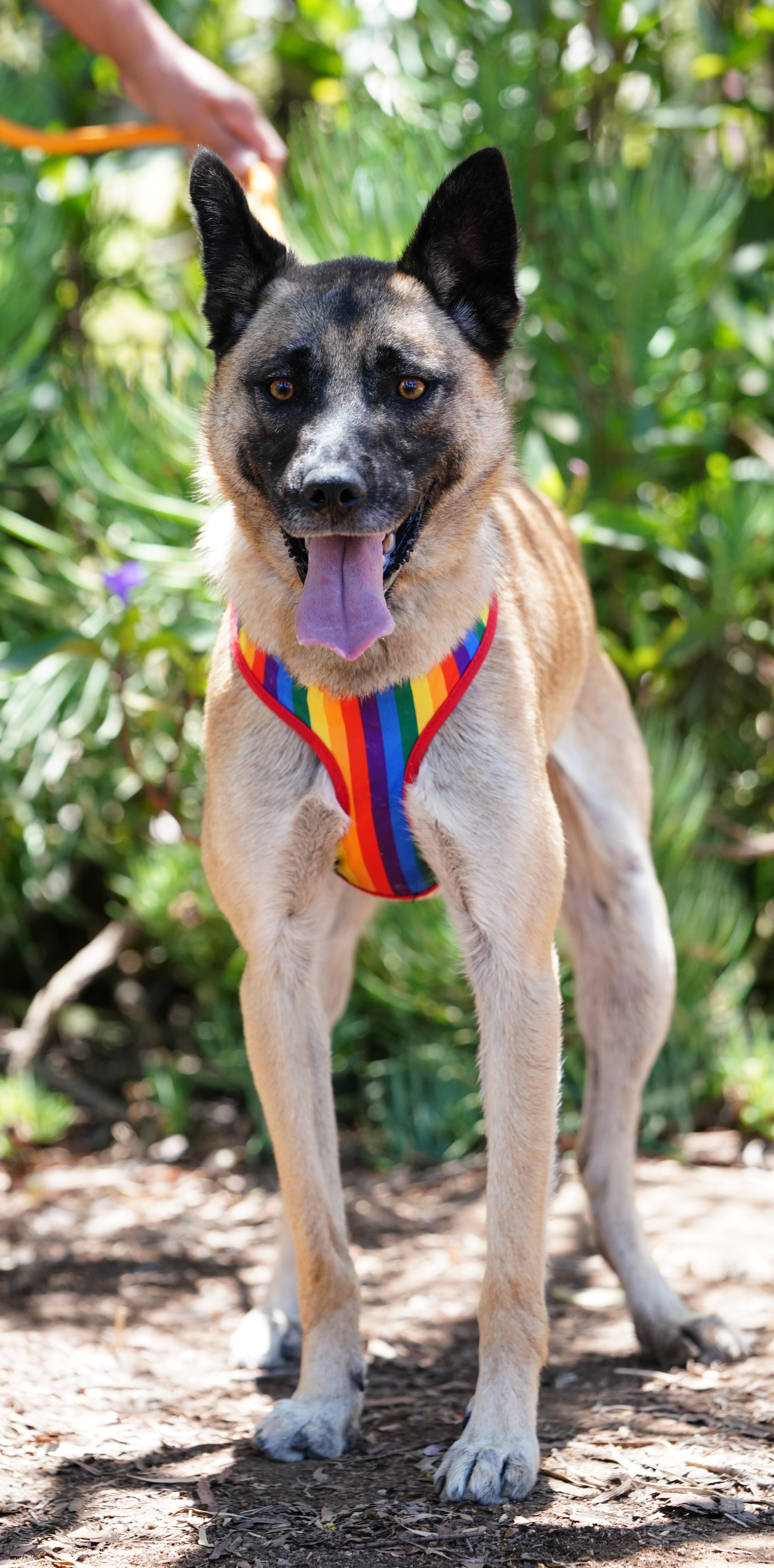 Enlarge Katy, a ADOPTABLE mixed breed in San Diego, CA image 5/5