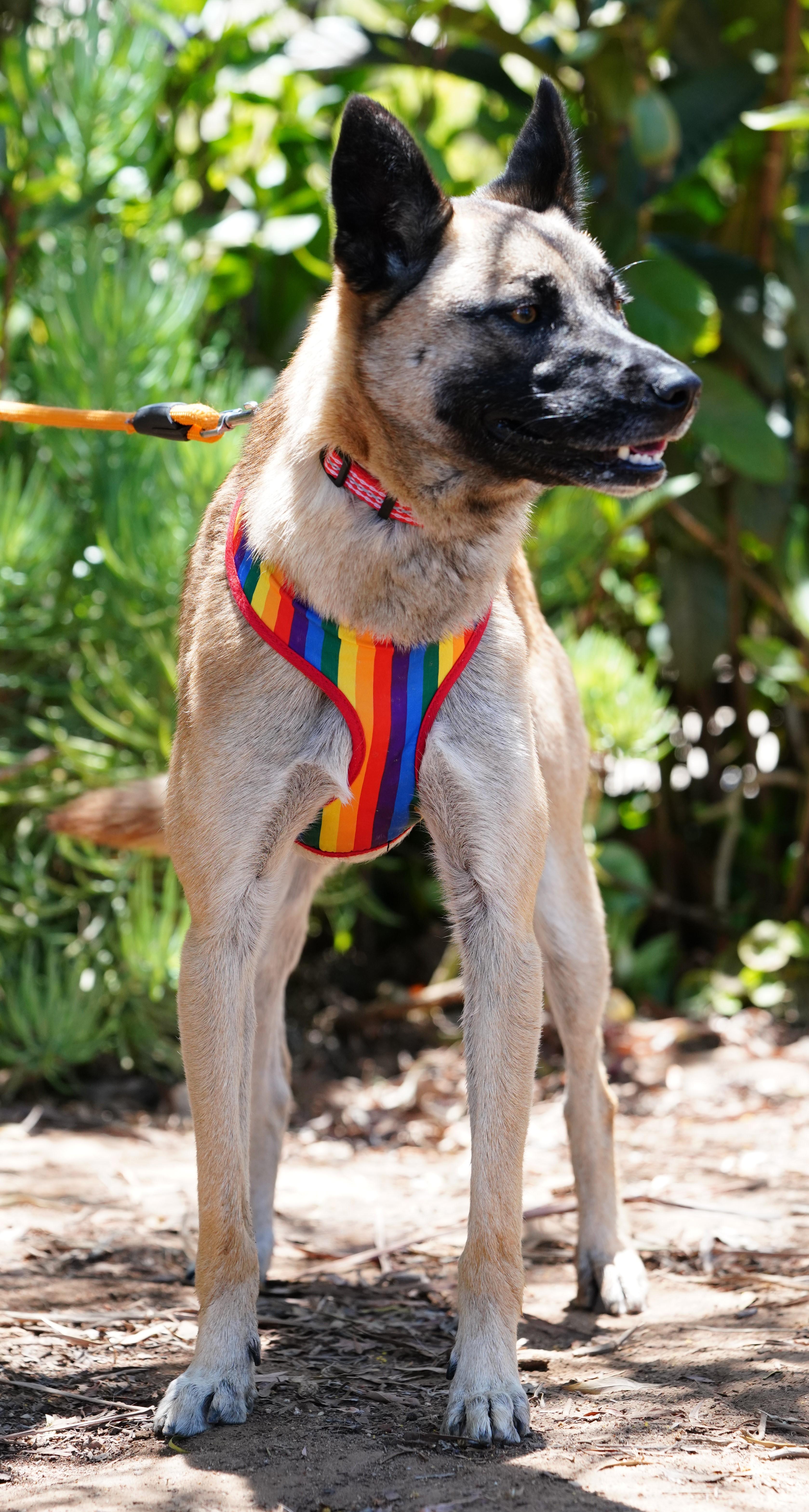 Enlarge Katy, a ADOPTABLE mixed breed in San Diego, CA image 3/5