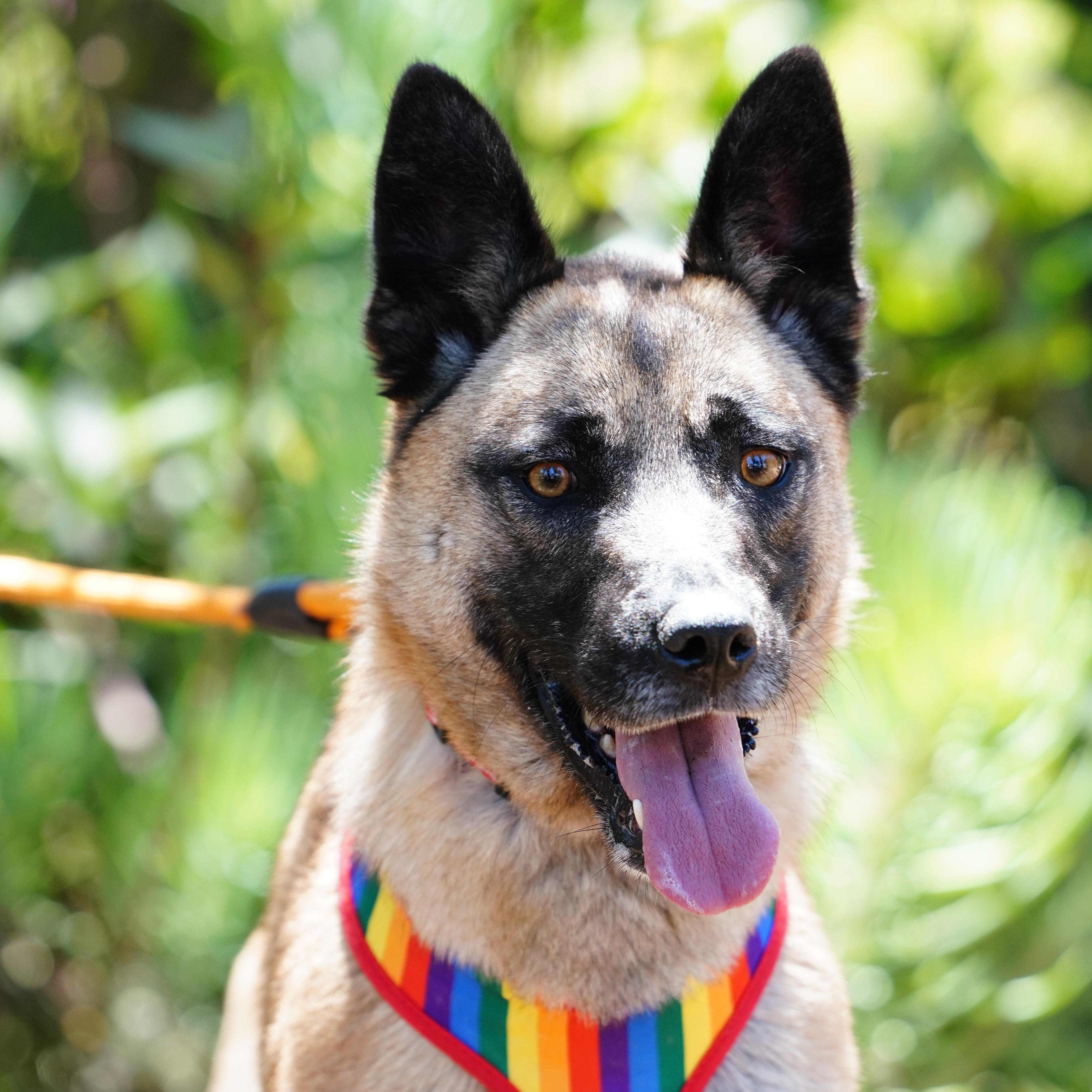Enlarge Katy, a ADOPTABLE mixed breed in San Diego, CA image 2/5