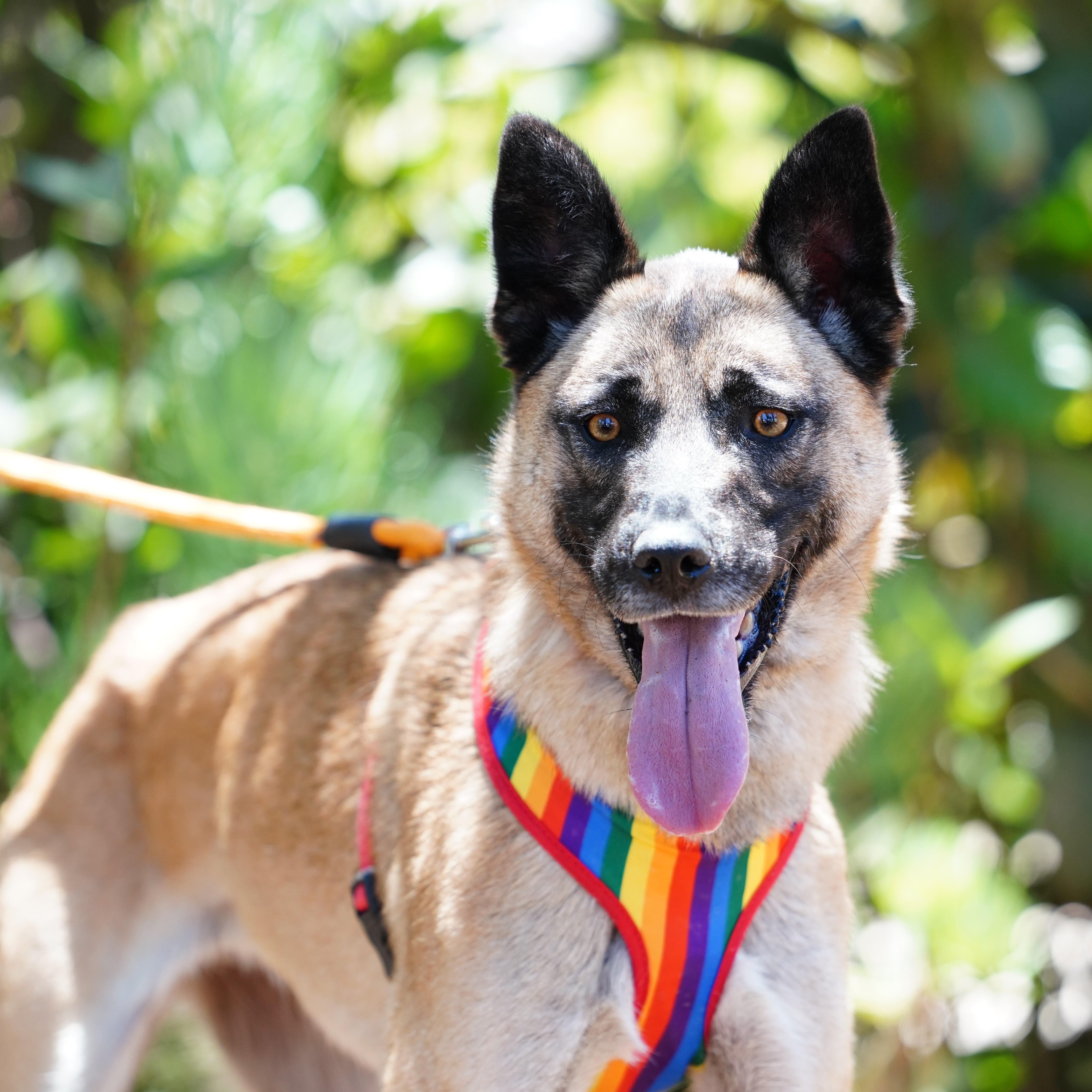 Enlarge Katy, a ADOPTABLE mixed breed in San Diego, CA image 1/5