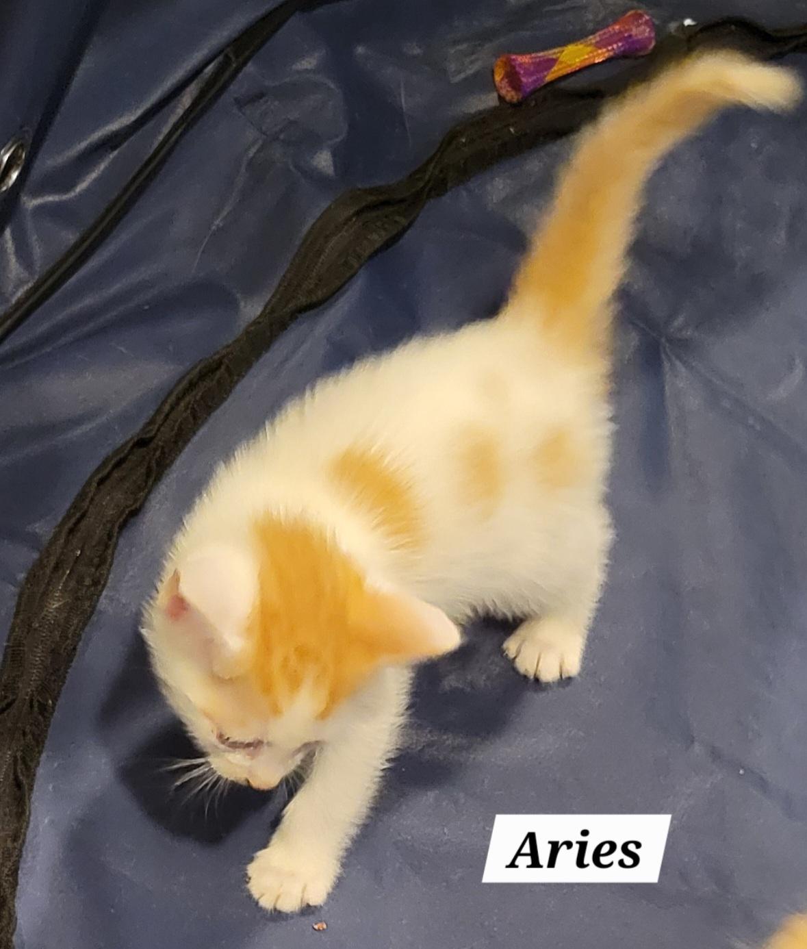 Aries - Zodiac Litter, an adoptable Domestic Short Hair in Green Brook, NJ_image-1