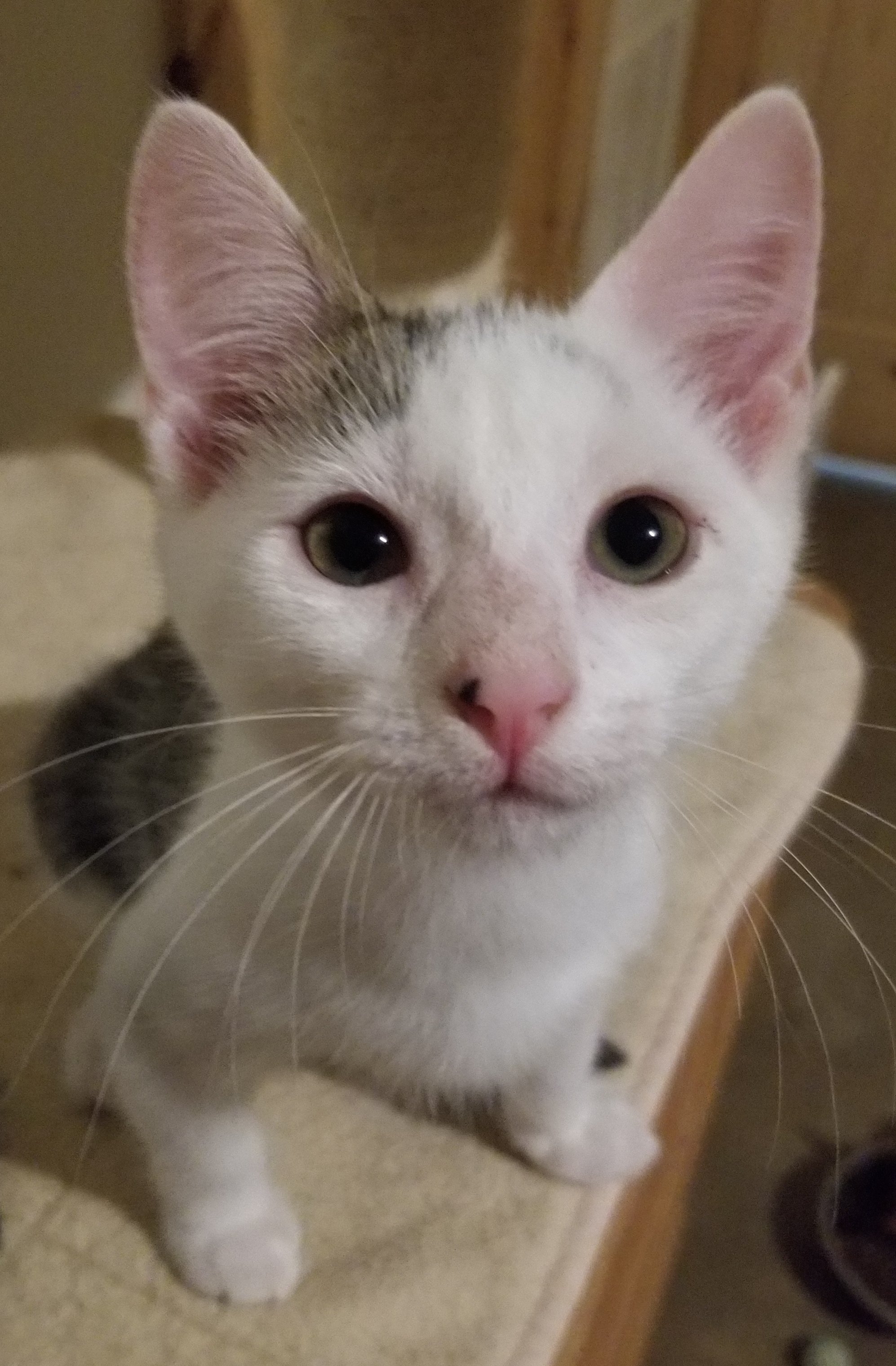 Gizmo, a Adoptable Domestic Short Hair in Ellijay, GA image 5/6