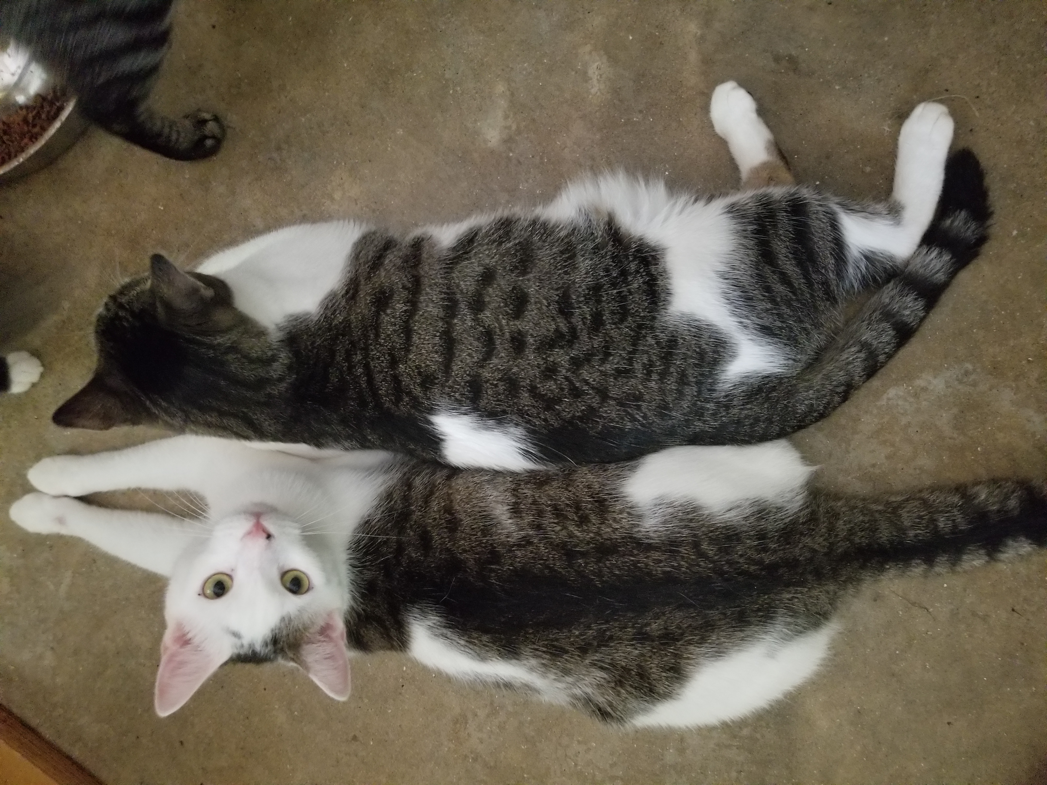 Gizmo, a Adoptable Domestic Short Hair in Ellijay, GA image 1/6