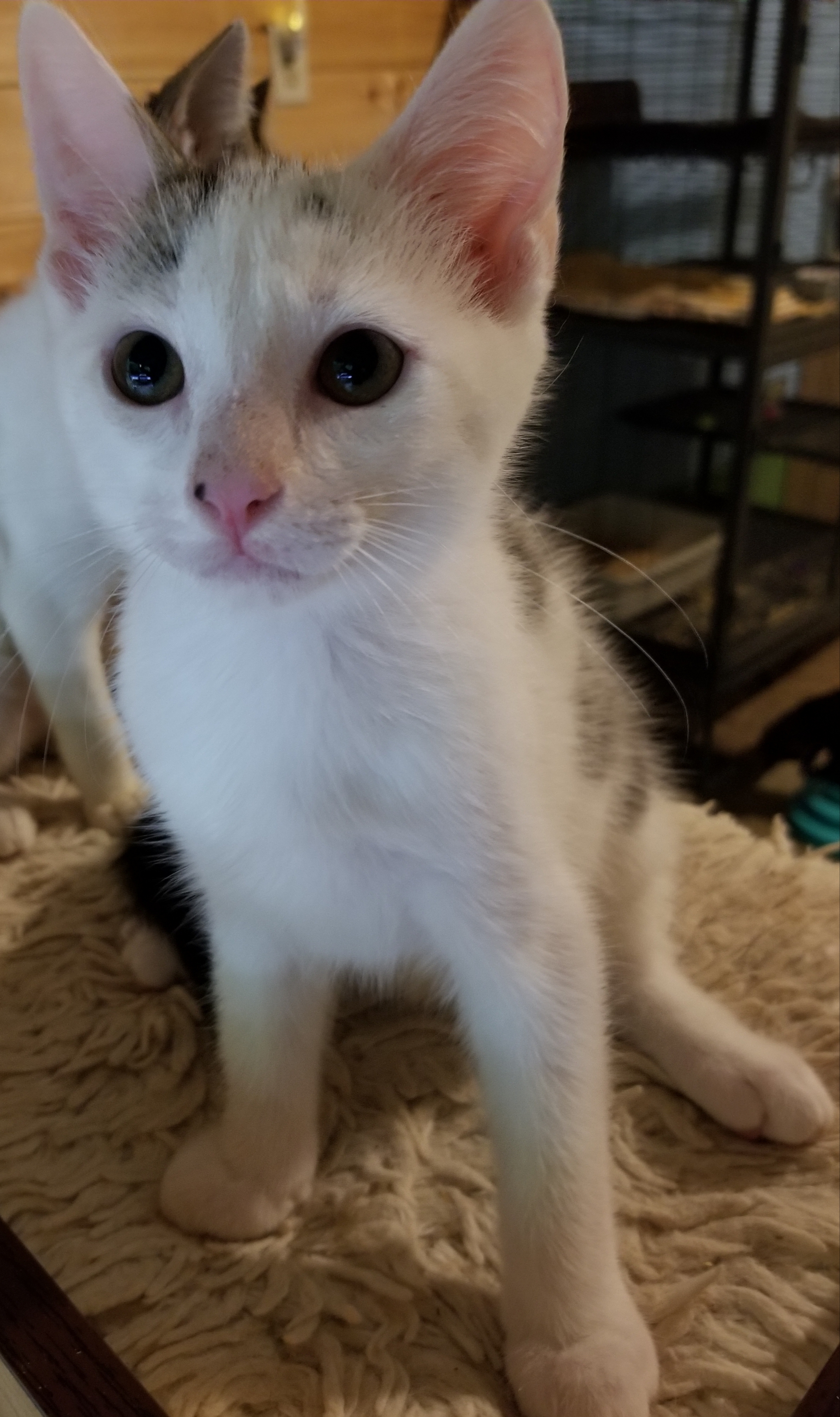 Gizmo, a Adoptable Domestic Short Hair in Ellijay, GA image 6/6