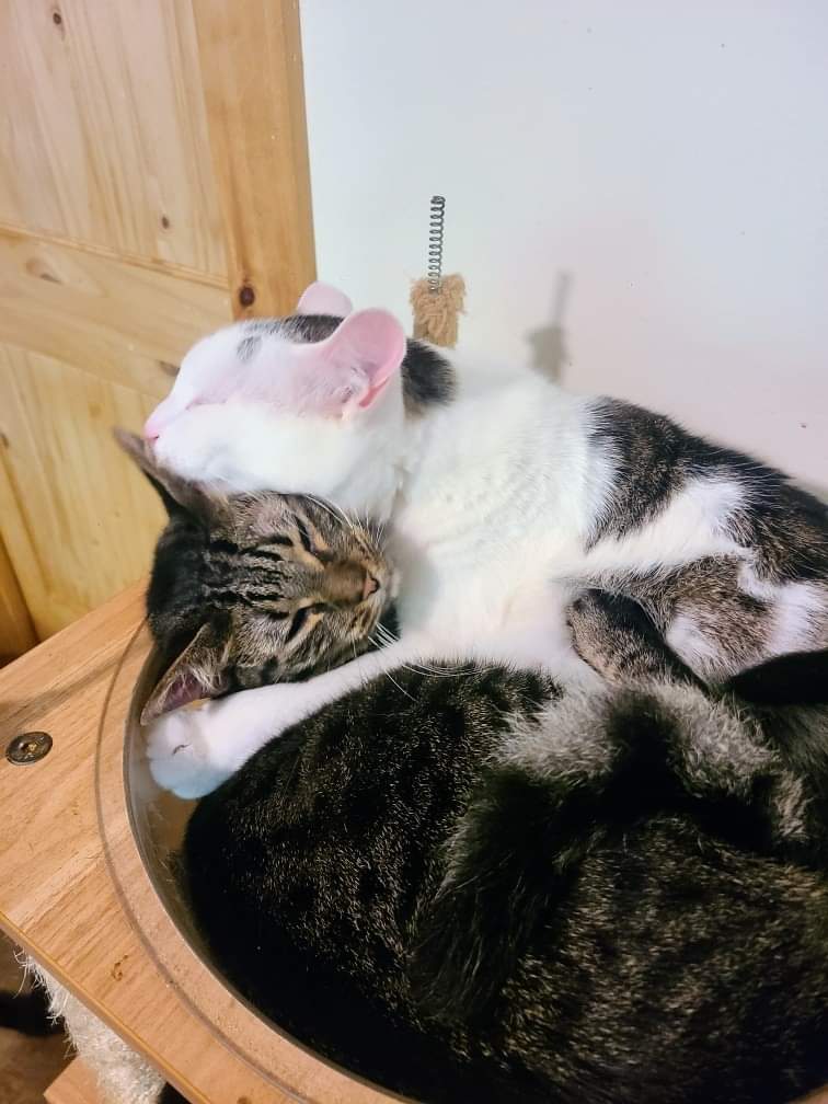 Gizmo, a Adoptable Domestic Short Hair in Ellijay, GA image 3/6