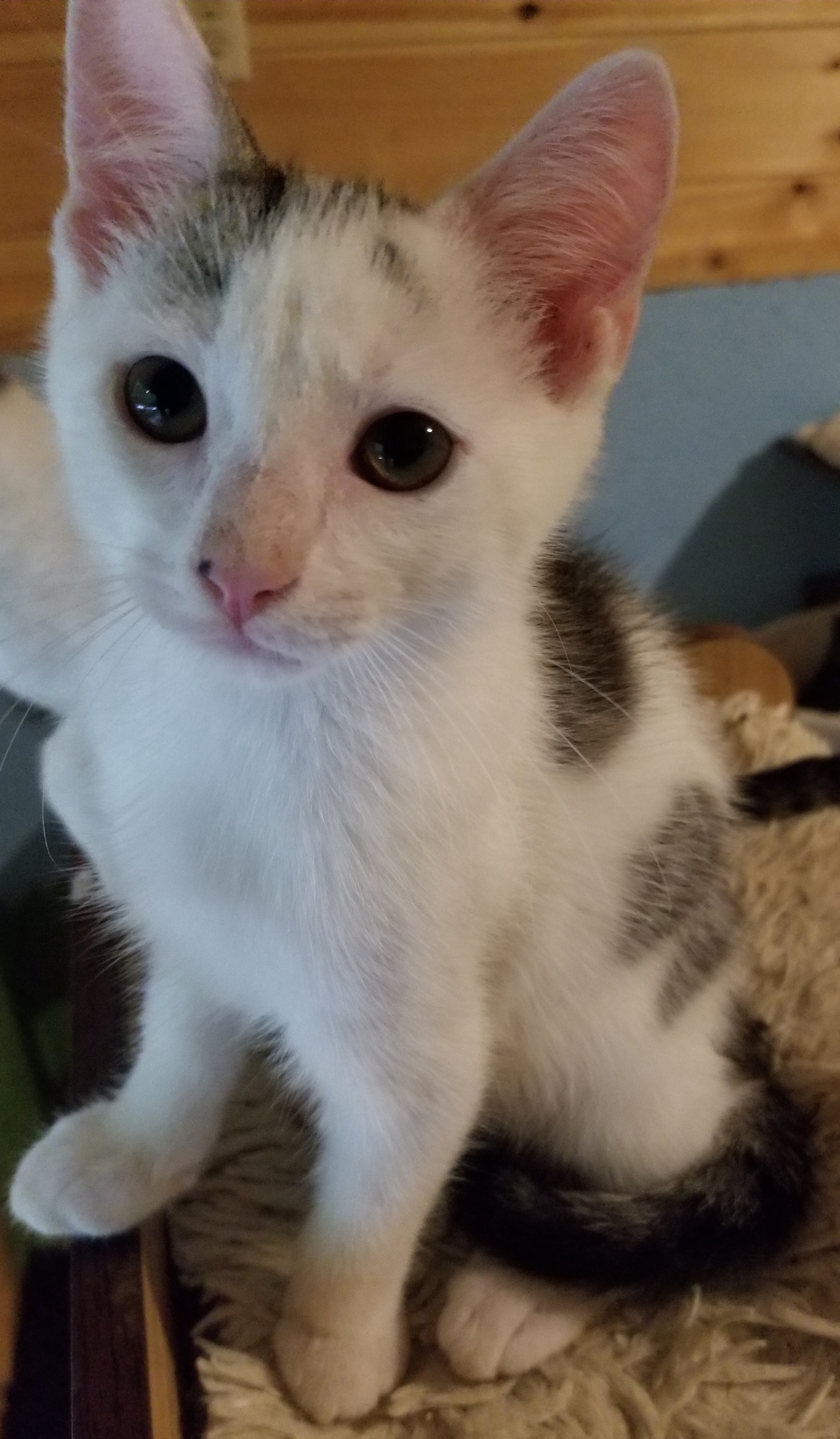 Gizmo, a Adoptable Domestic Short Hair in Ellijay, GA image 4/6