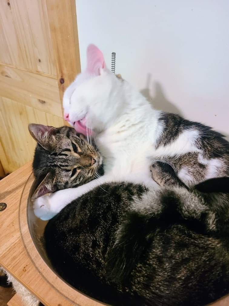 Gizmo, a Adoptable Domestic Short Hair in Ellijay, GA image 2/6